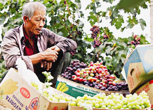 初级农产品线上销售入门指南 轻松开启家庭农产品电商之旅