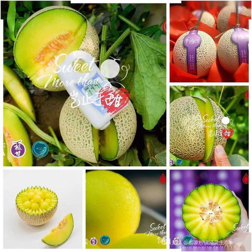 甜蜜之约 莎妃蜜瓜与520乡村文化旅游节