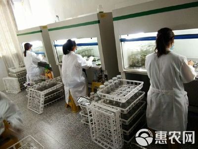 白芨苗批发指南 中药种植的优选与价格分析